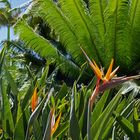 Végétation tropicale luxuriante dans un jardin  --  Tropische, üppige Vegetation in einem Garten