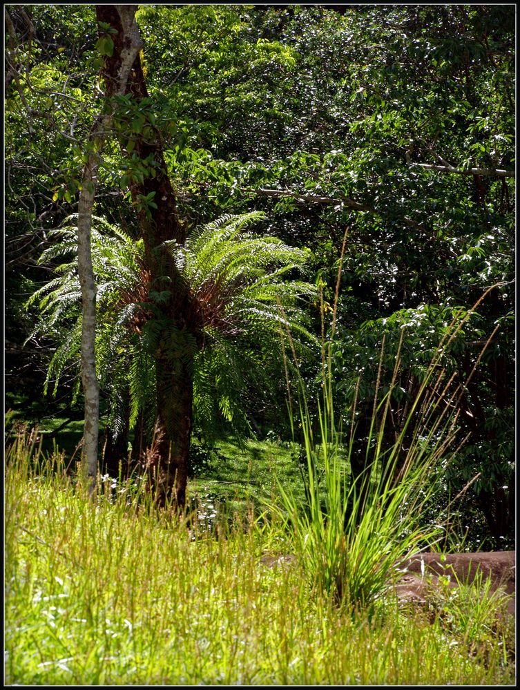 Végétation tropicale luxuriante près de Sarraméa