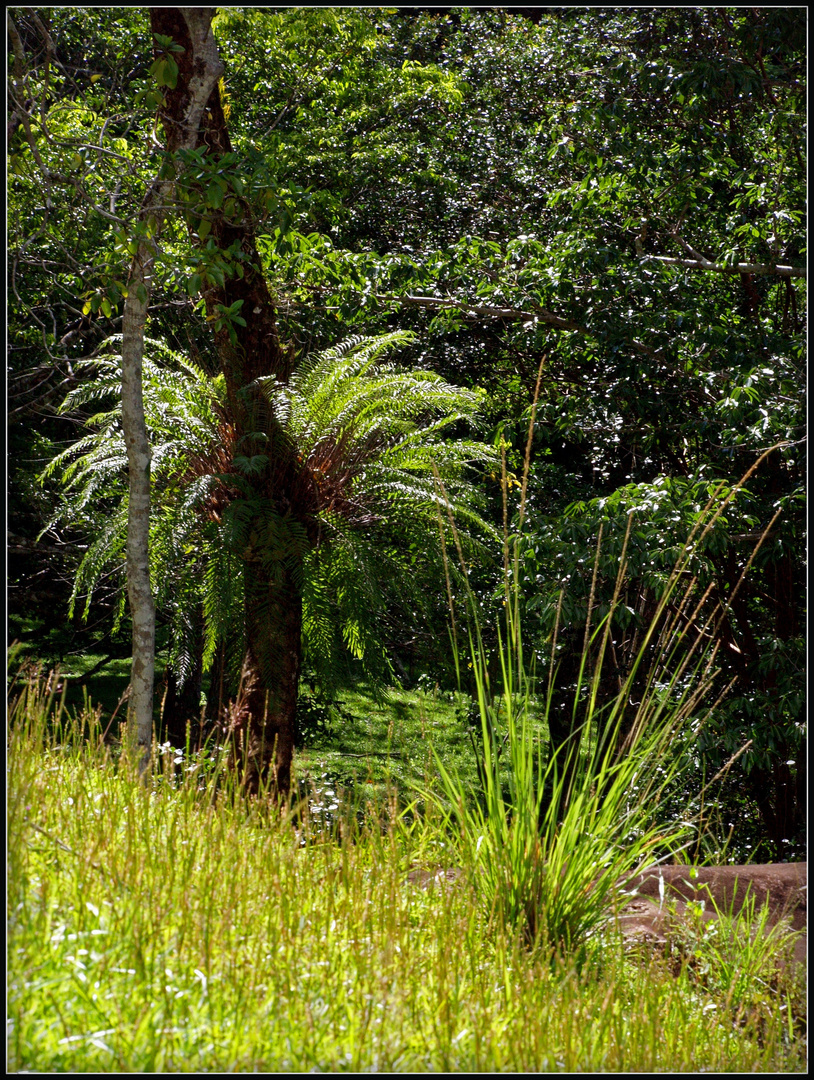 Végétation tropicale luxuriante près de Sarraméa