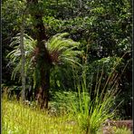 Végétation tropicale luxuriante près de Sarraméa