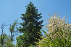 Végétation variée au jardin