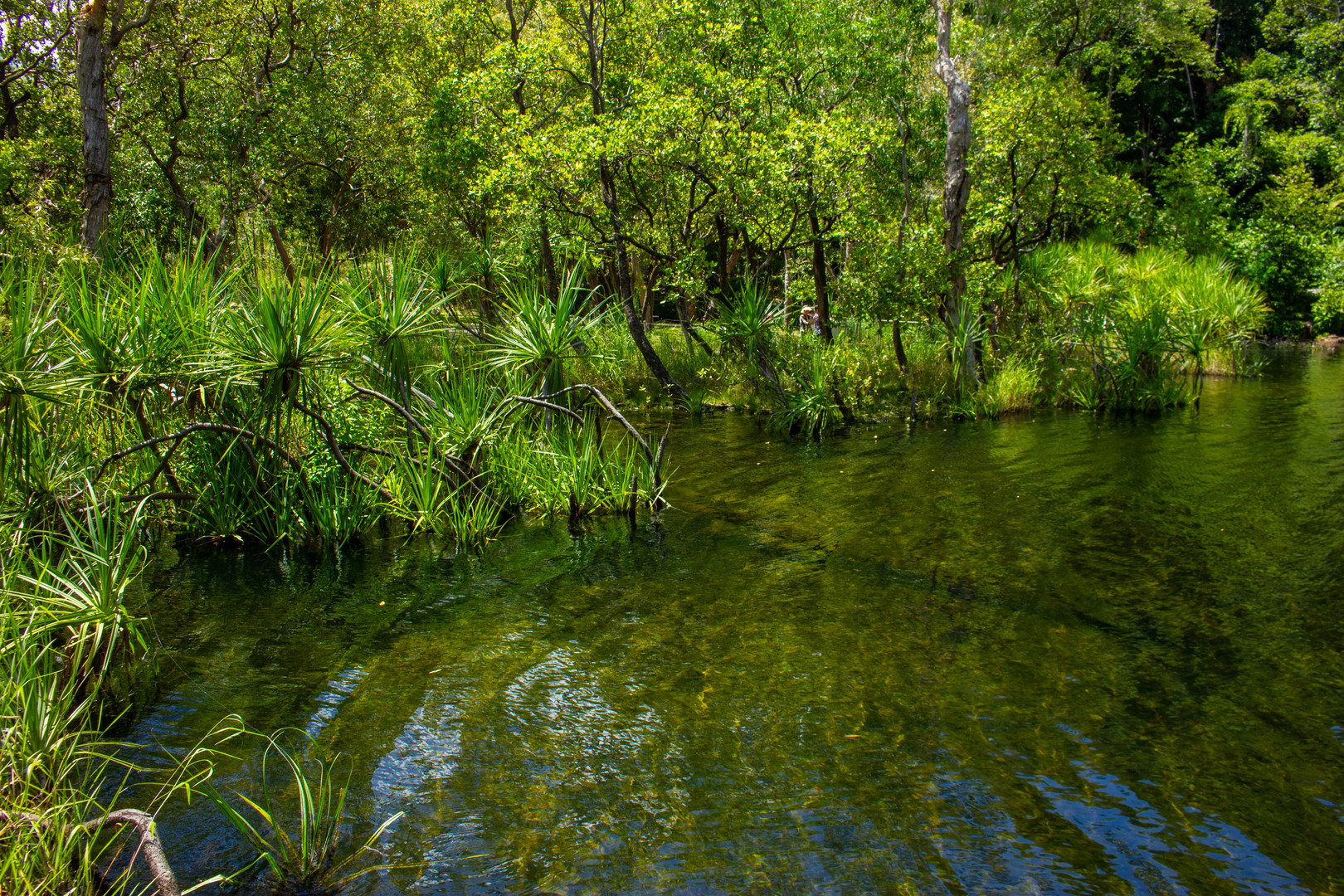 Vegetation @ Wangi Falls