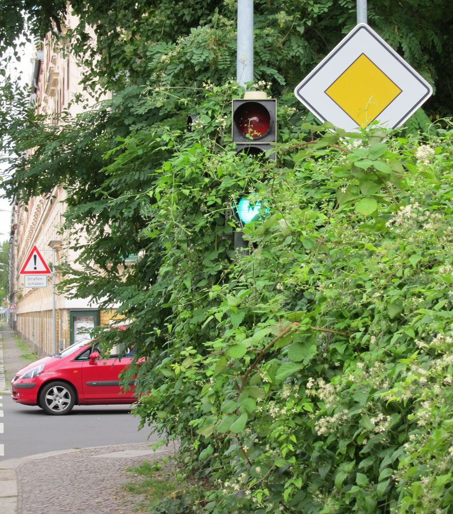 Vegetationsbedingte Verkehrsverunsicherung