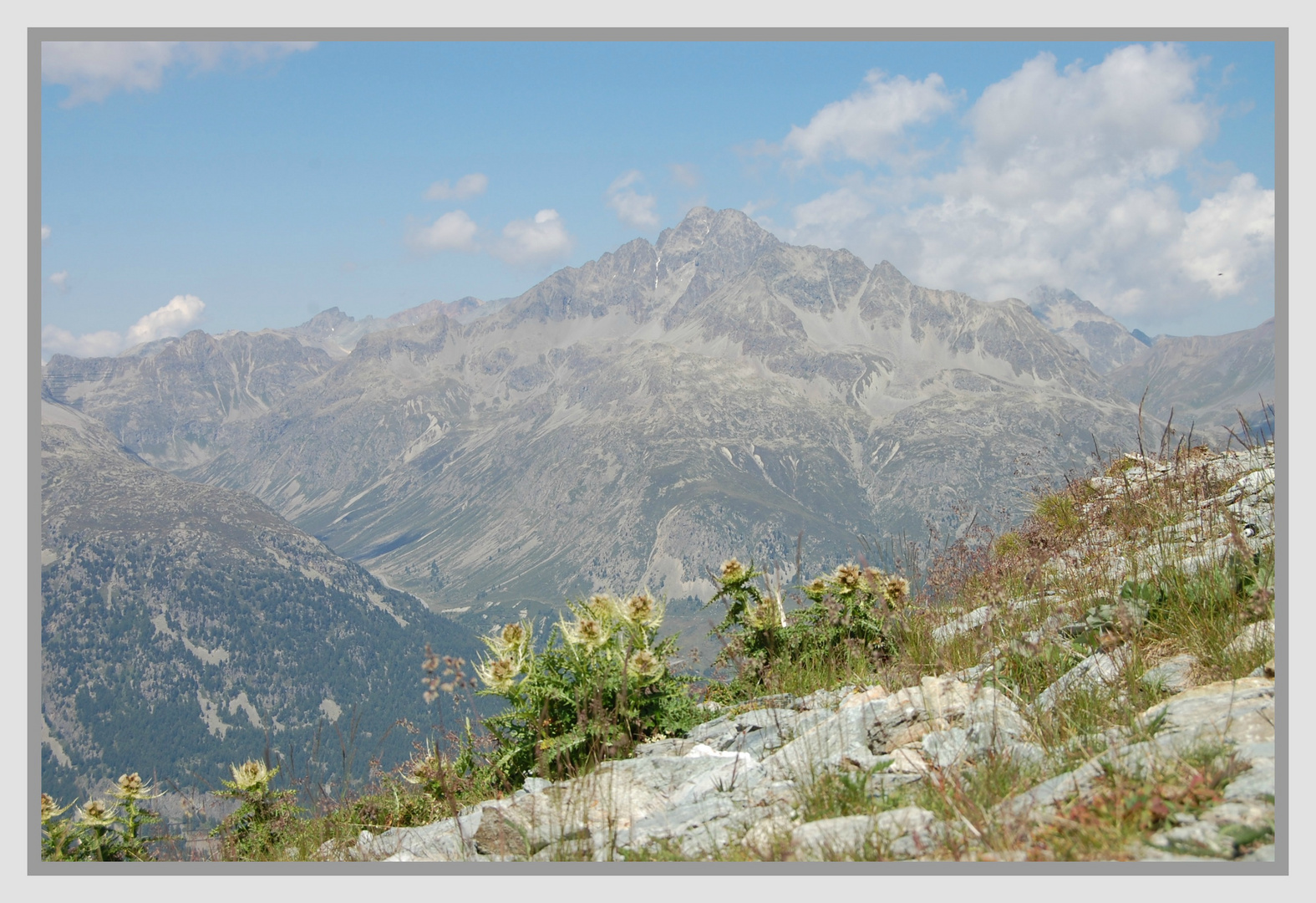 Vegetazione di montagna