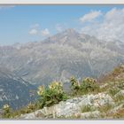 Vegetazione di montagna