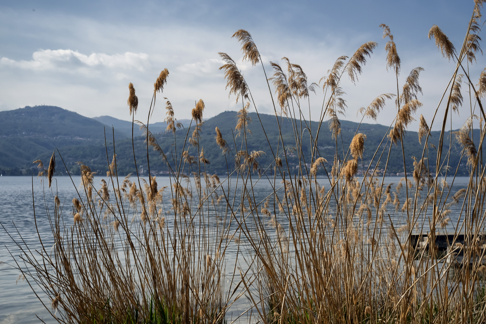 Vegetazione lacustre