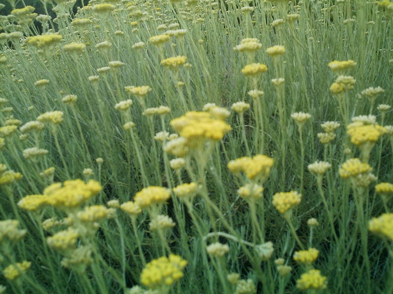 vegetazione mediterranea