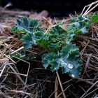 veggie power in winter