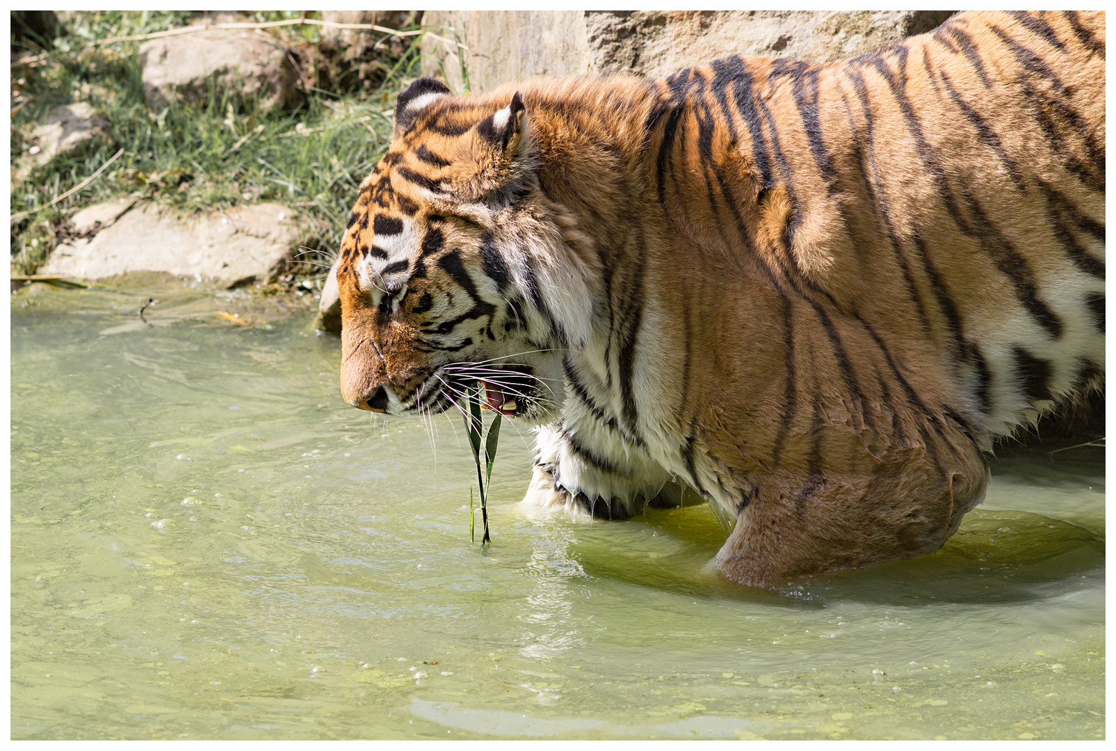 Veggie Tiger