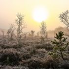 Vehnemoor morgens um 08.00 Uhr