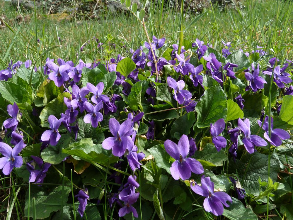 Veilchen 2 Foto & Bild | pflanzen, pilze & flechten, natur Bilder auf ...