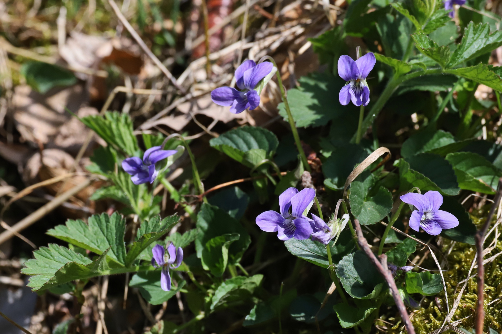 Veilchen (2019_04_24_EOS 6D Mark II_1355_ji)