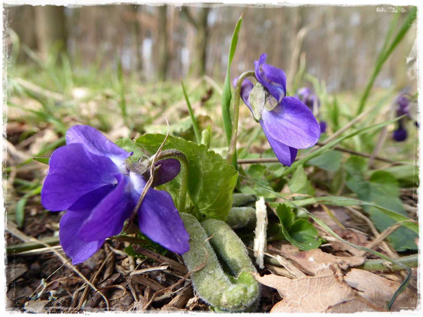 Veilchen am Waldesrand