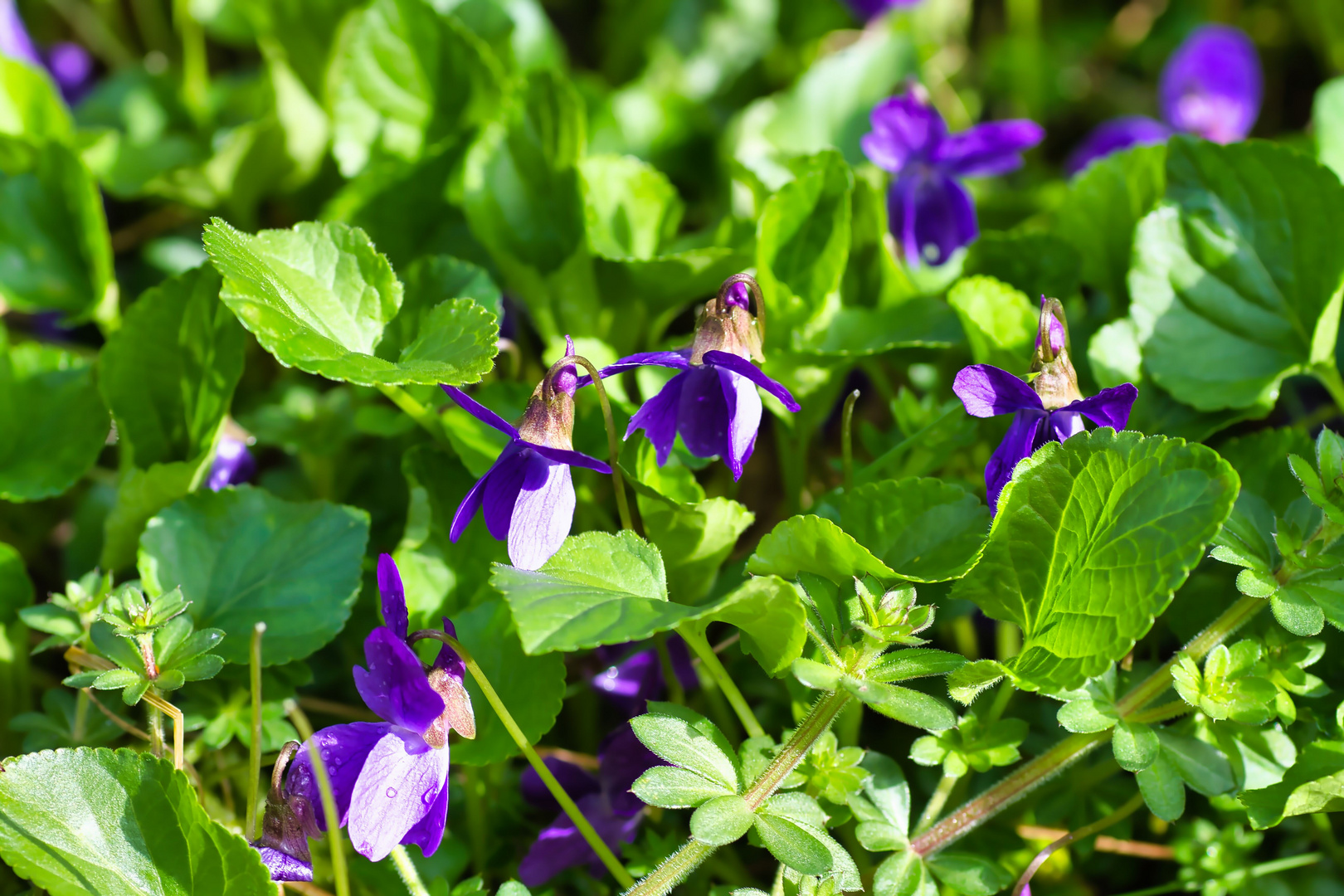 Veilchen II Foto & Bild pflanzen, pilze & flechten, blüten