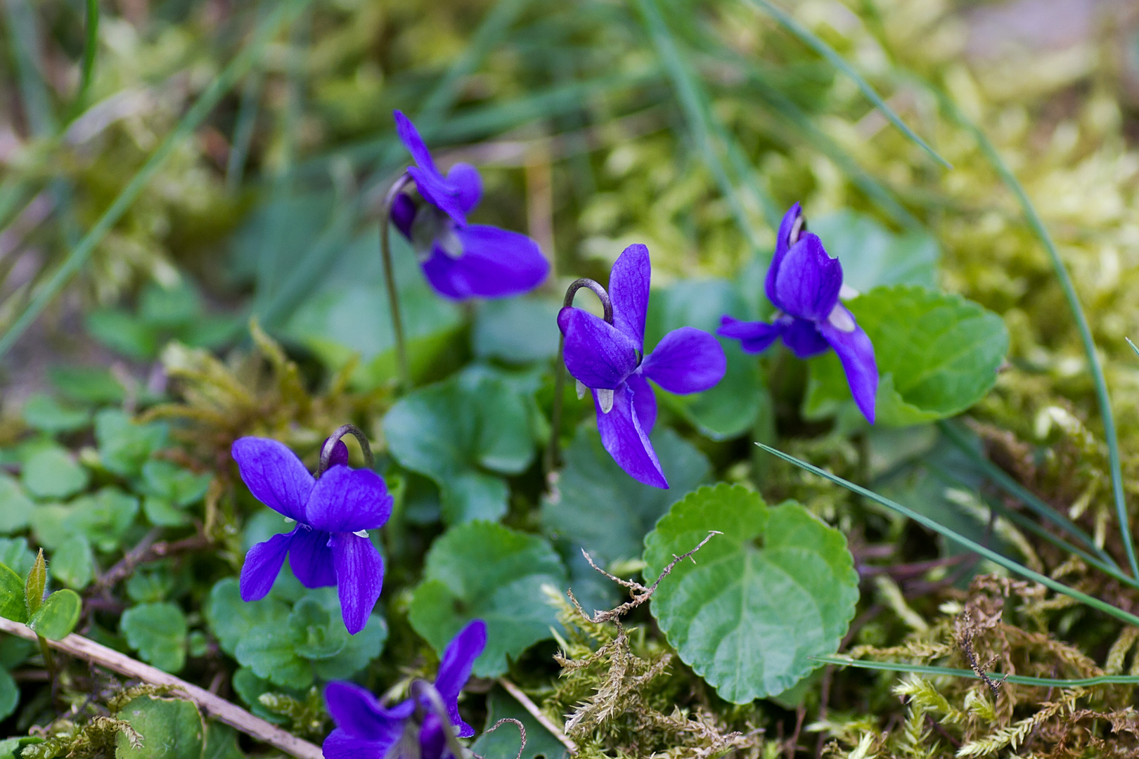 Veilchen III Foto & Bild natur, pflanzen, blüten Bilder auf