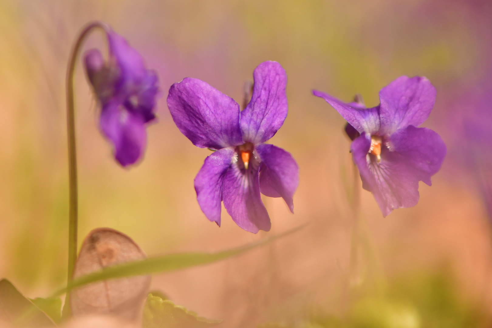 Veilchen im Frühling ...