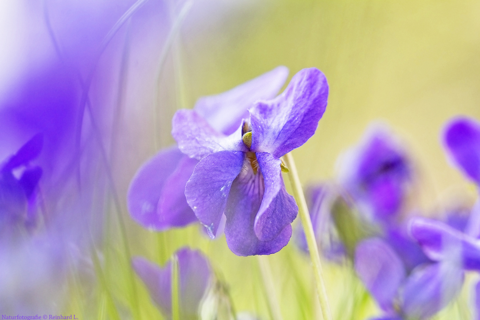  Veilchen im Garten