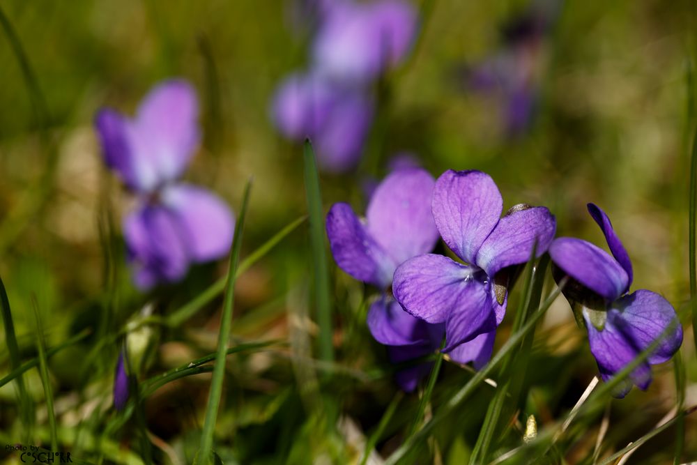 Veilchen im Grase