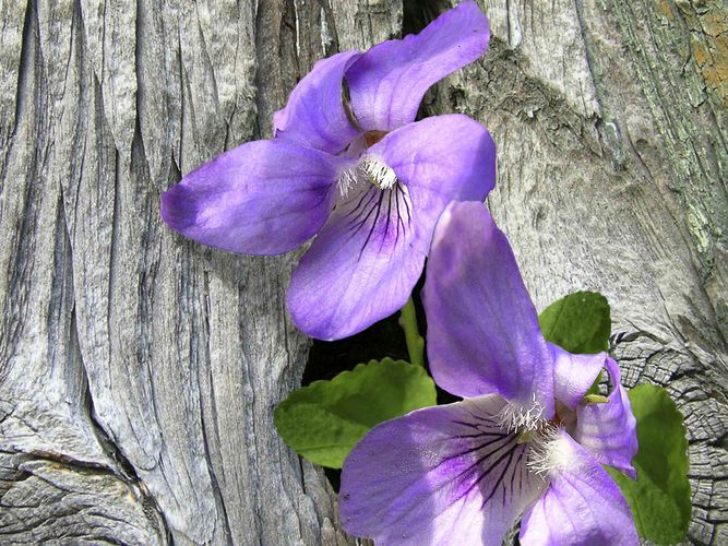 Veilchen im Holz