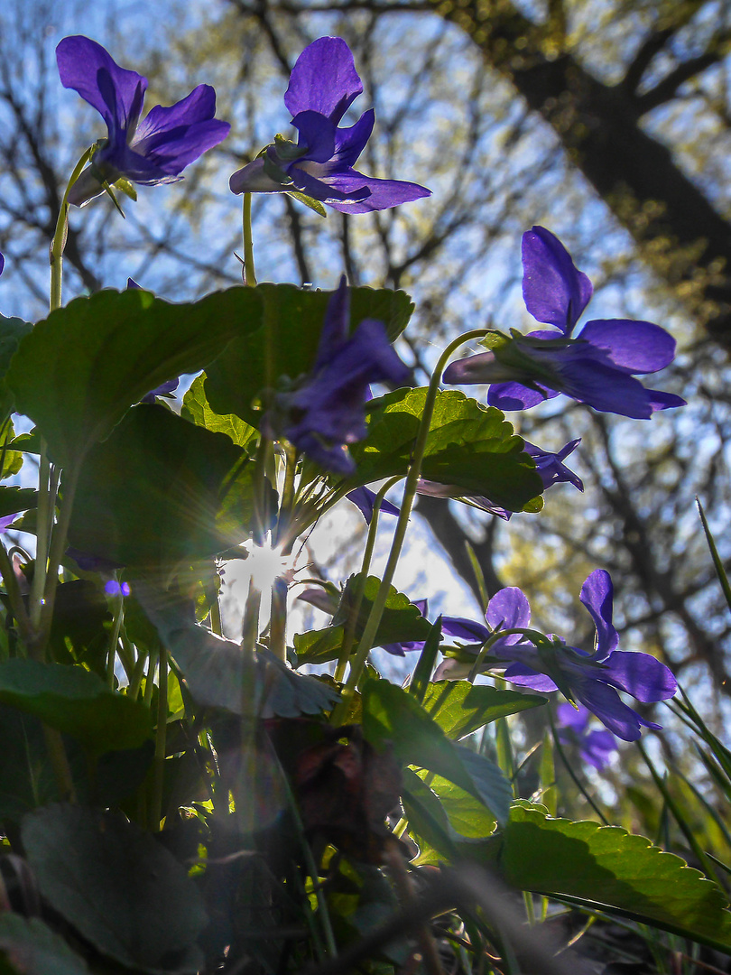 Veilchen im Licht