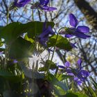 Veilchen im Licht