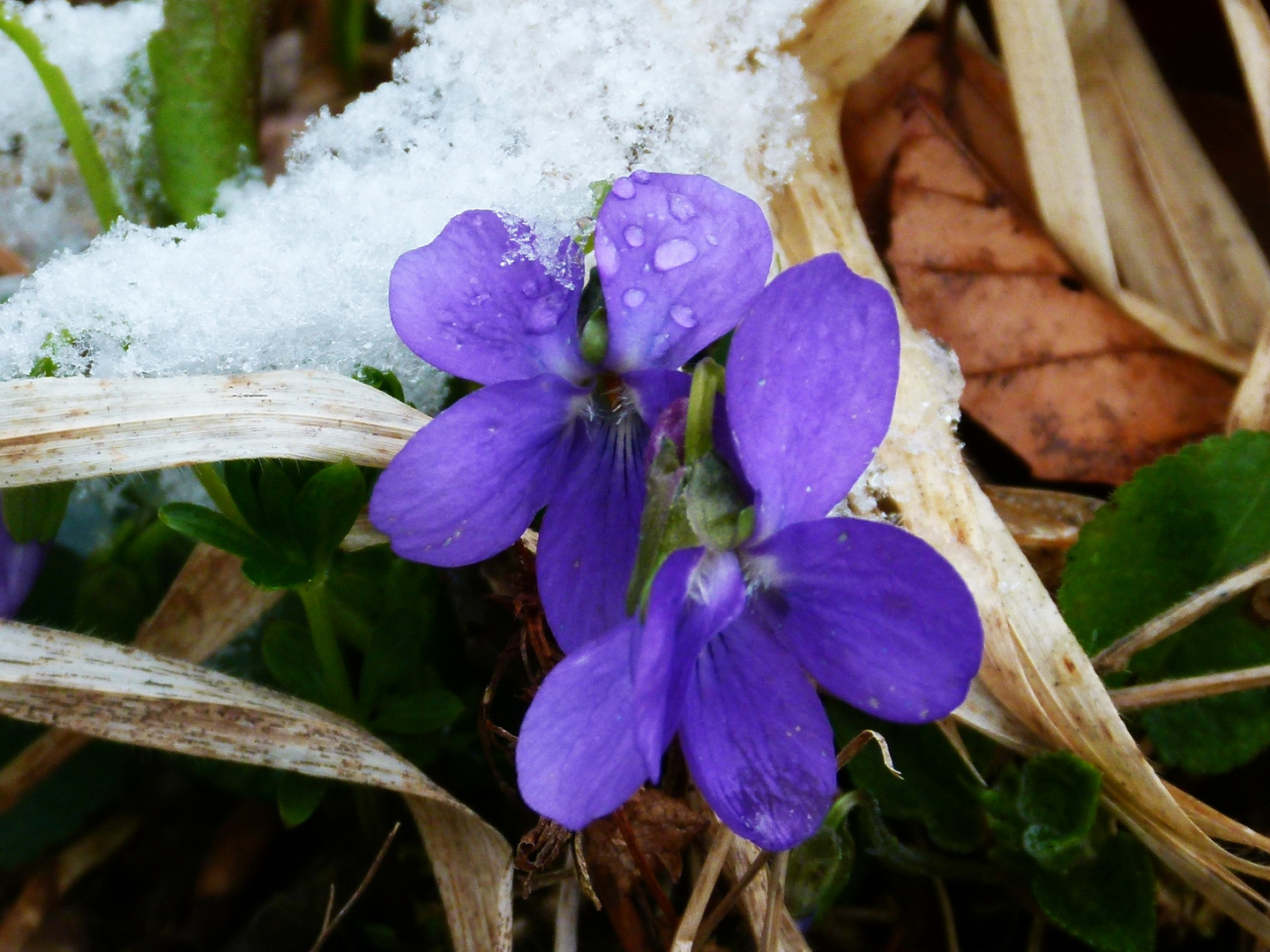 Veilchen im Schnee