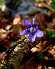 Veilchen im Wald