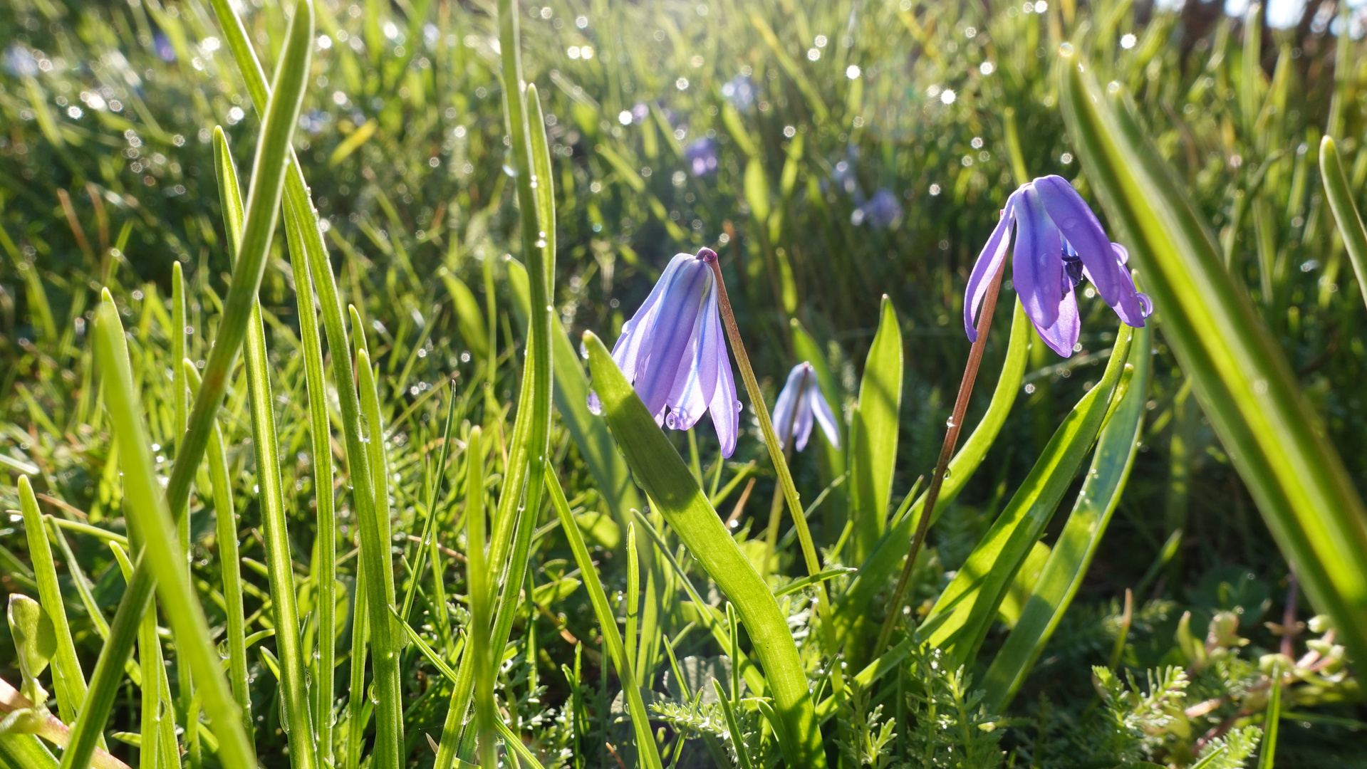 Veilchen in der Graslandschaft