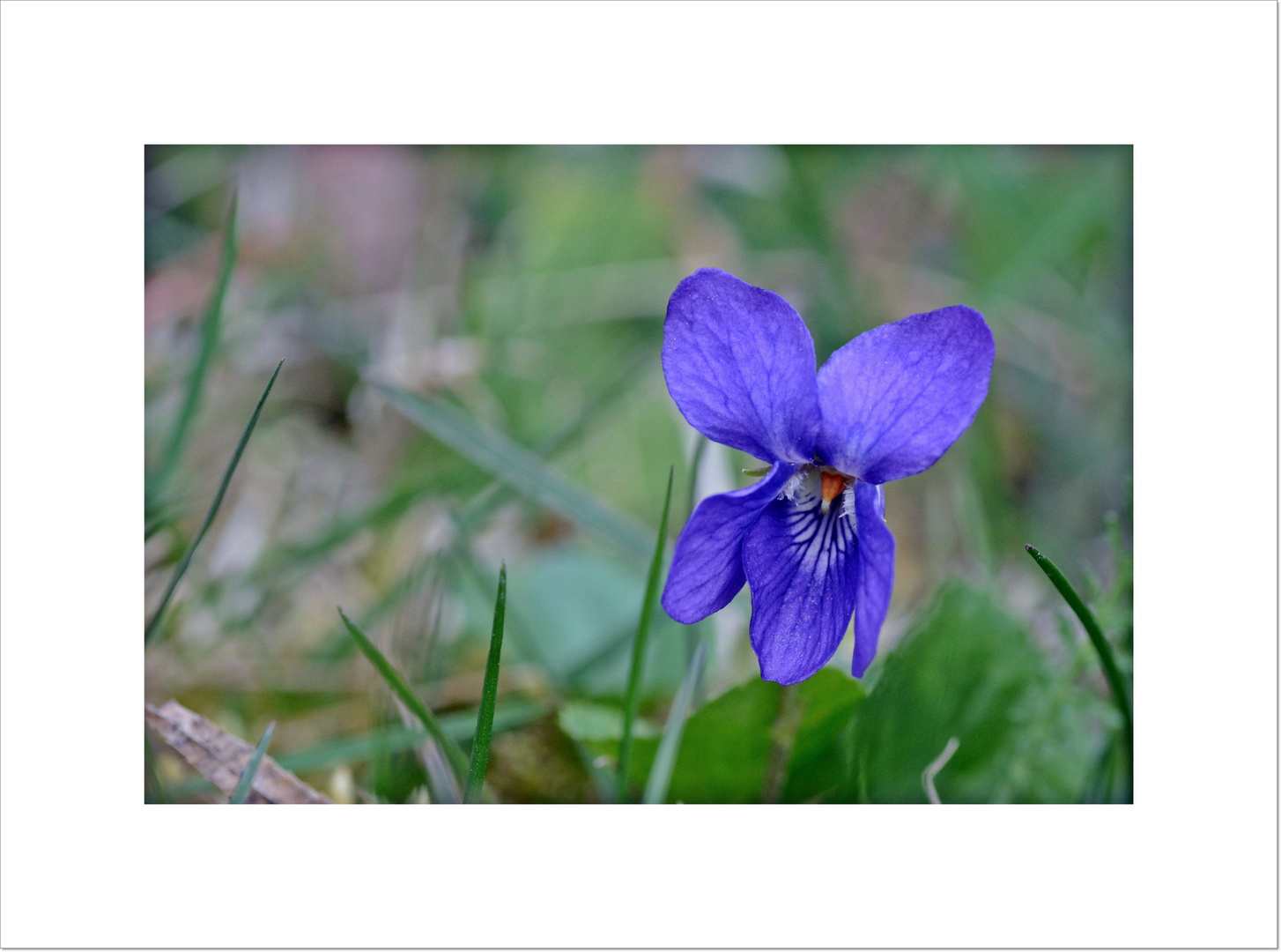 Veilchen in der Wiese Foto & Bild | pflanzen, pilze & flechten, blüten ...