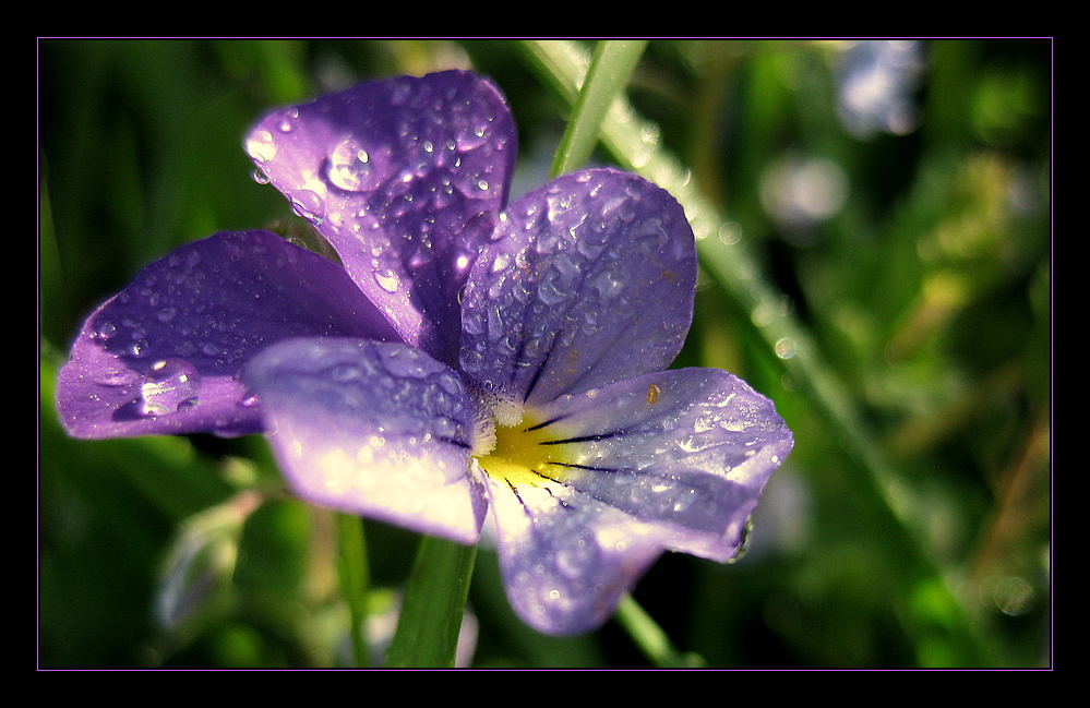 Veilchen mit Morgentau