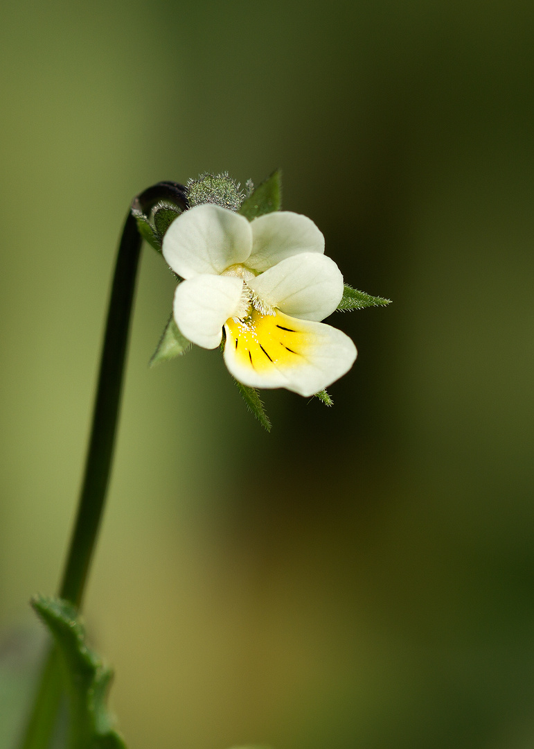 Veilchen oder Violen (Viola)