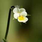 Veilchen oder Violen (Viola)