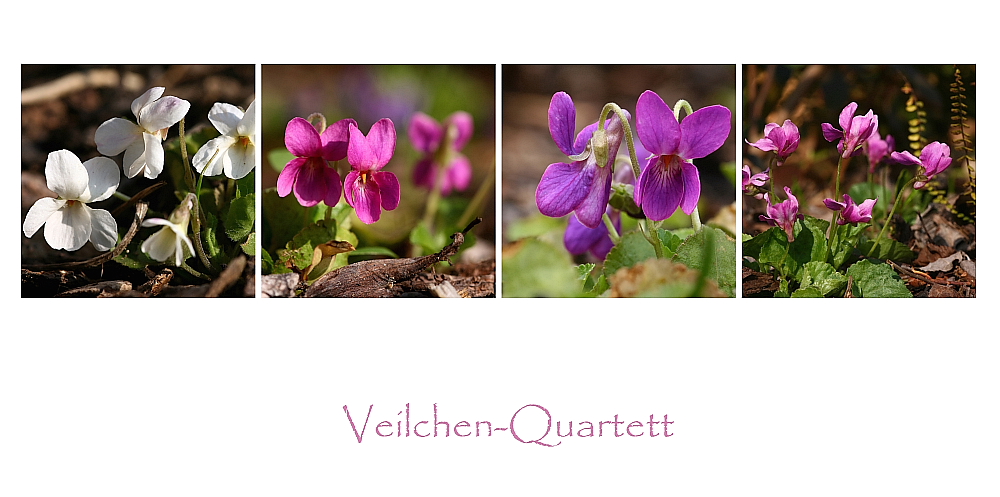Veilchen-Quartett
