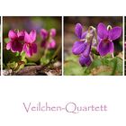 Veilchen-Quartett