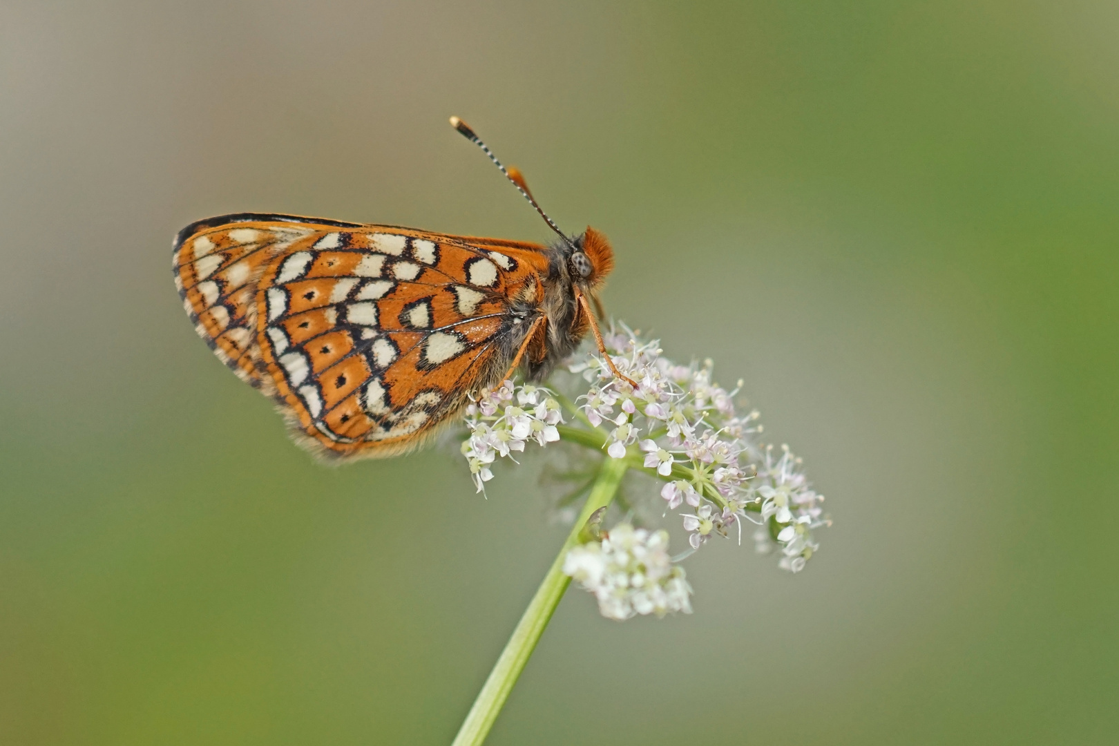 Veilchen-Scheckenfalter (Euphydryas cynthia)