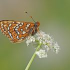 Veilchen-Scheckenfalter (Euphydryas cynthia)