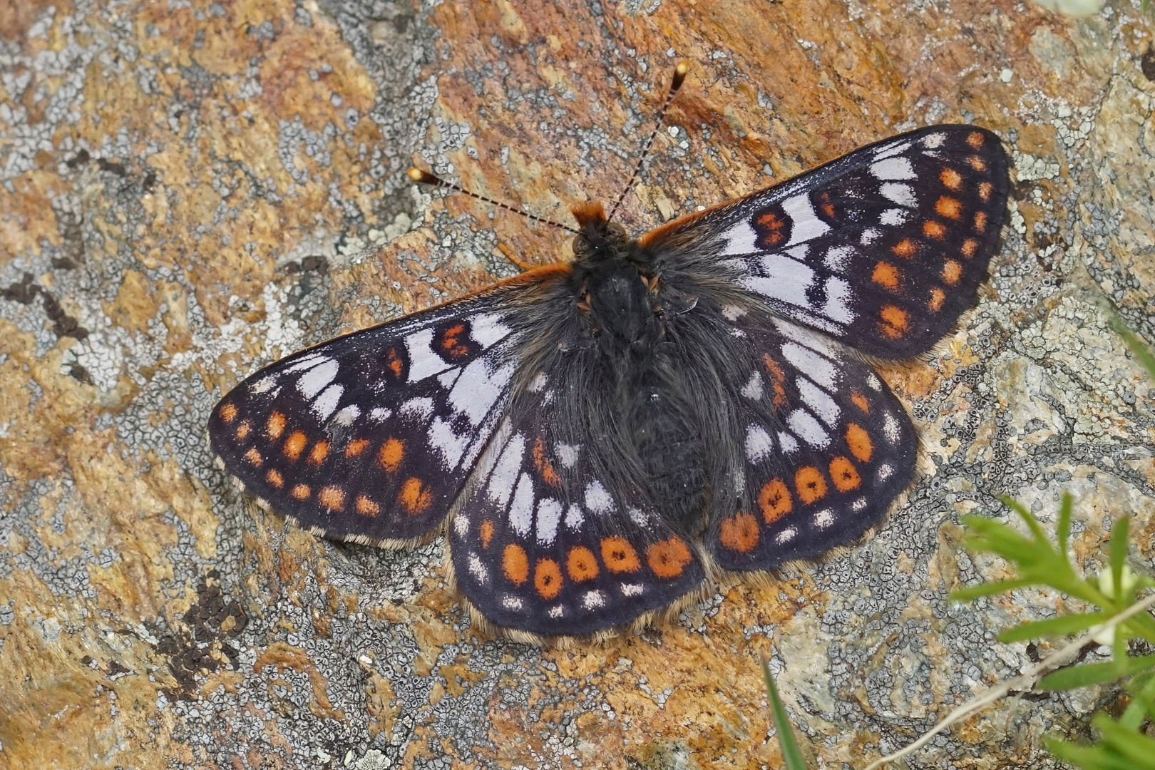 Veilchen-Scheckenfalter (Euphydryas cynthia), Männchen