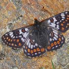 Veilchen-Scheckenfalter (Euphydryas cynthia), Männchen