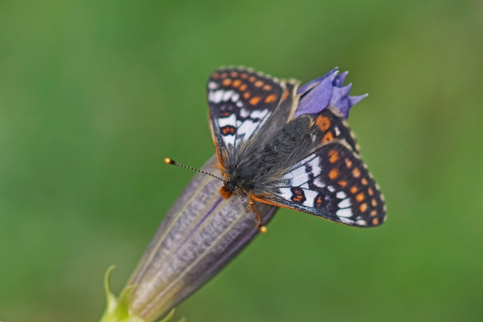 Veilchen-Scheckenfalter (Euphydryas cynthia), Männchen