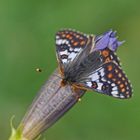 Veilchen-Scheckenfalter (Euphydryas cynthia), Männchen