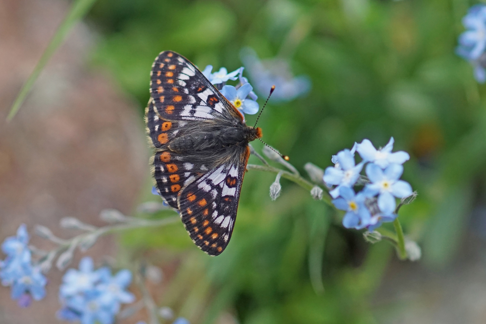 Veilchen-Scheckenfalter (Euphydryas cynthia), Männchen