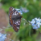 Veilchen-Scheckenfalter (Euphydryas cynthia), Männchen