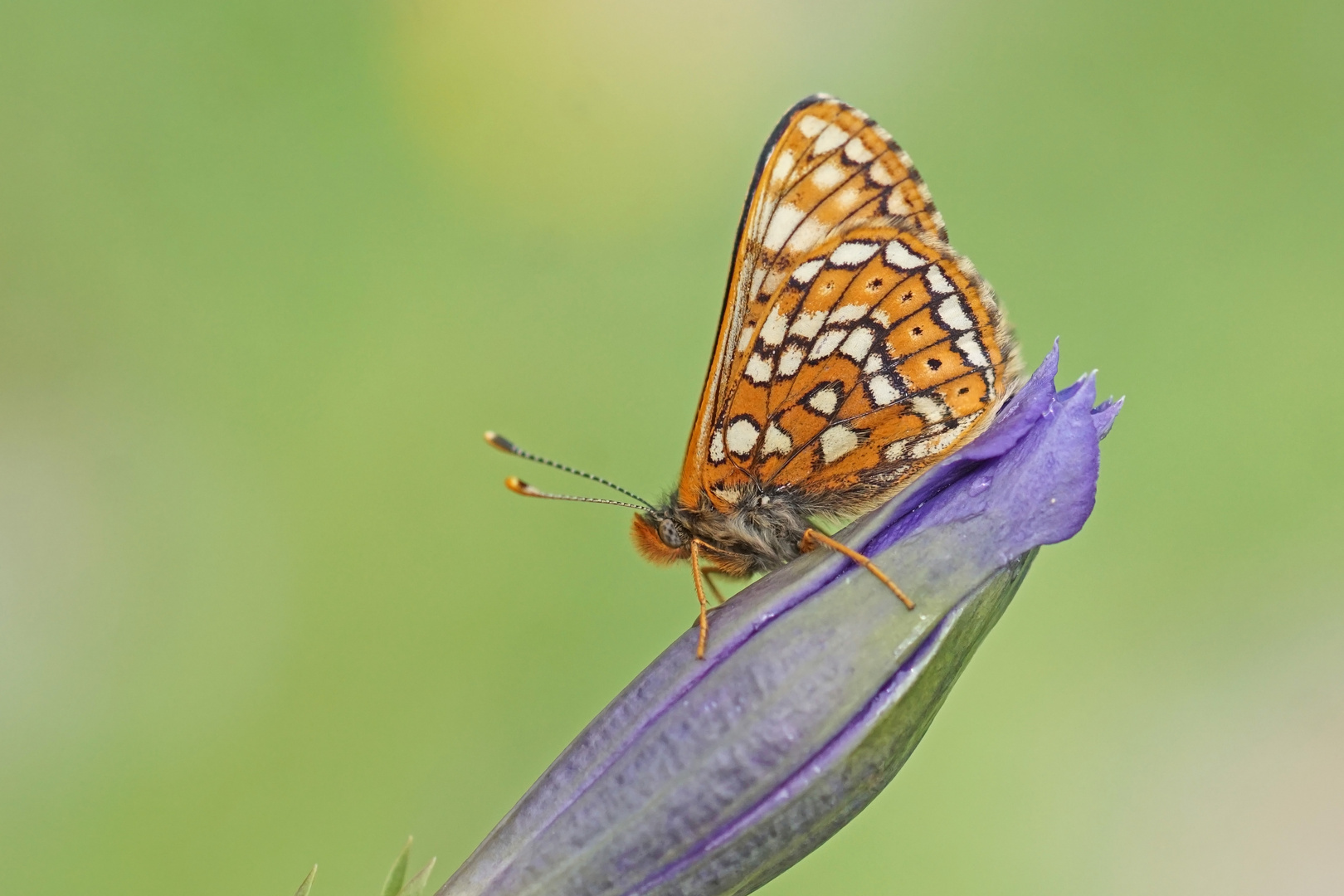 Veilchen-Scheckenfalter (Euphydryas cynthia), Männchen