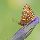 Veilchen-Scheckenfalter (Euphydryas cynthia), Männchen