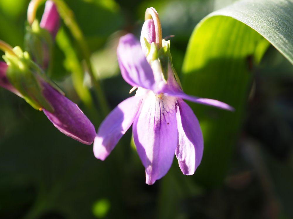 Veilchen Viola