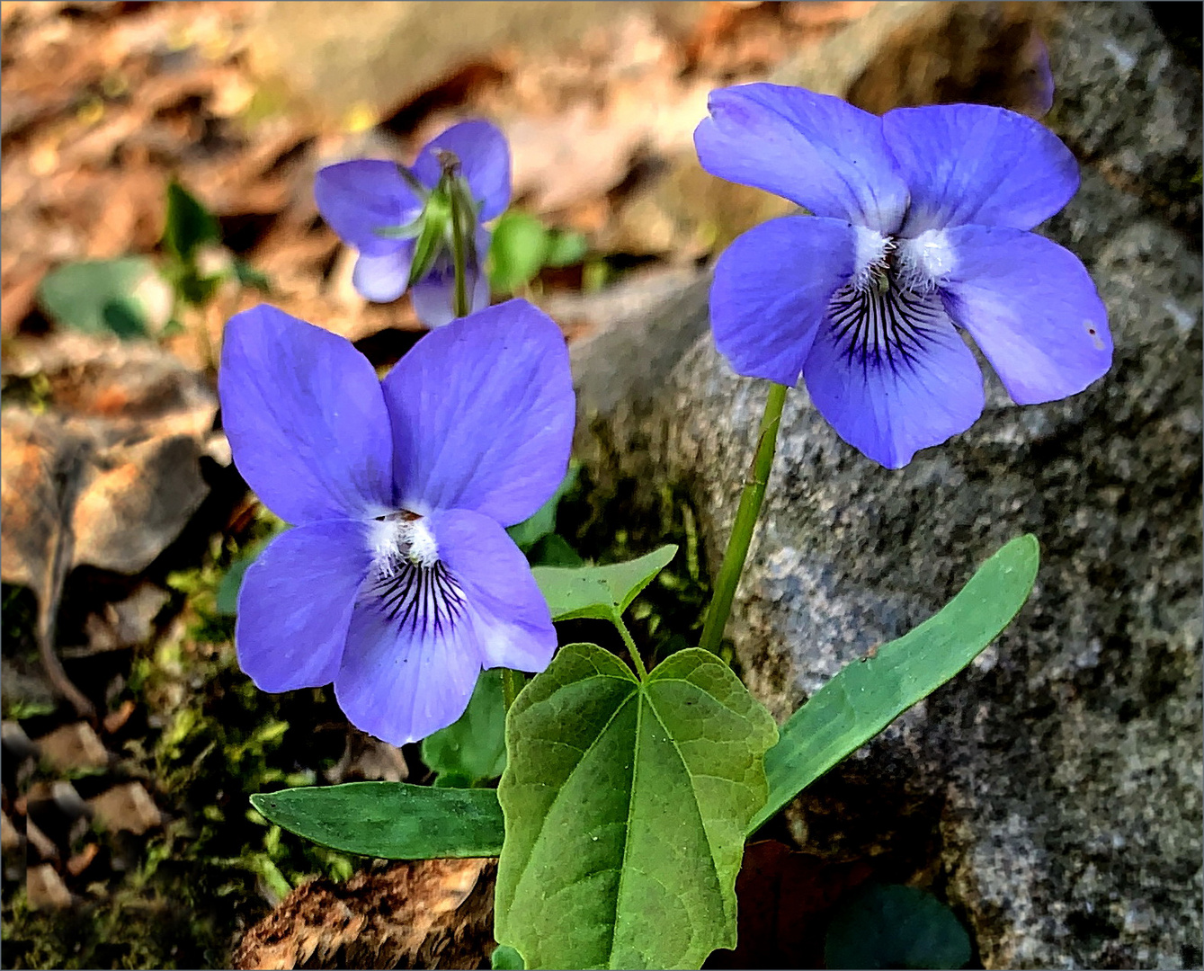 Veilchen  Viola odorata