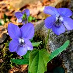 Veilchen  Viola odorata