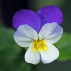 Veilchen (Viola tricolor)