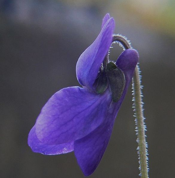 veilchenblau