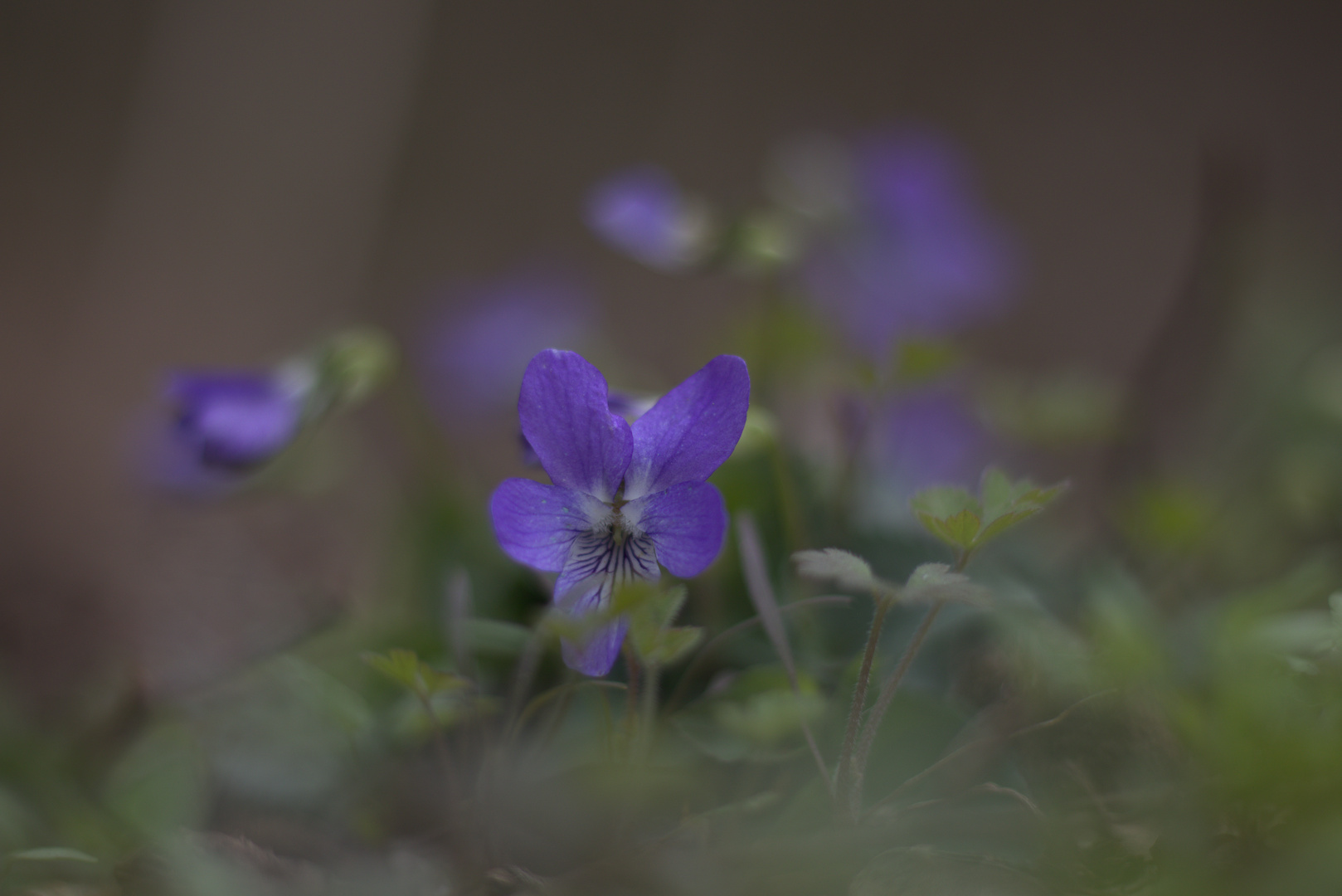 Veilchenblau am Wegesrand